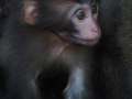 Baby macaque