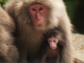 Yakushima  macaque mother & baby