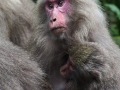 Yakushima  macaque