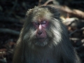 Yakushima  macaque