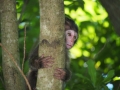 Baby macaque