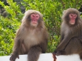 Yakushima  macaque