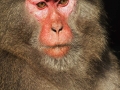 Yakushima  macaque