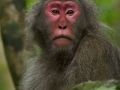 Yakushima  macaque