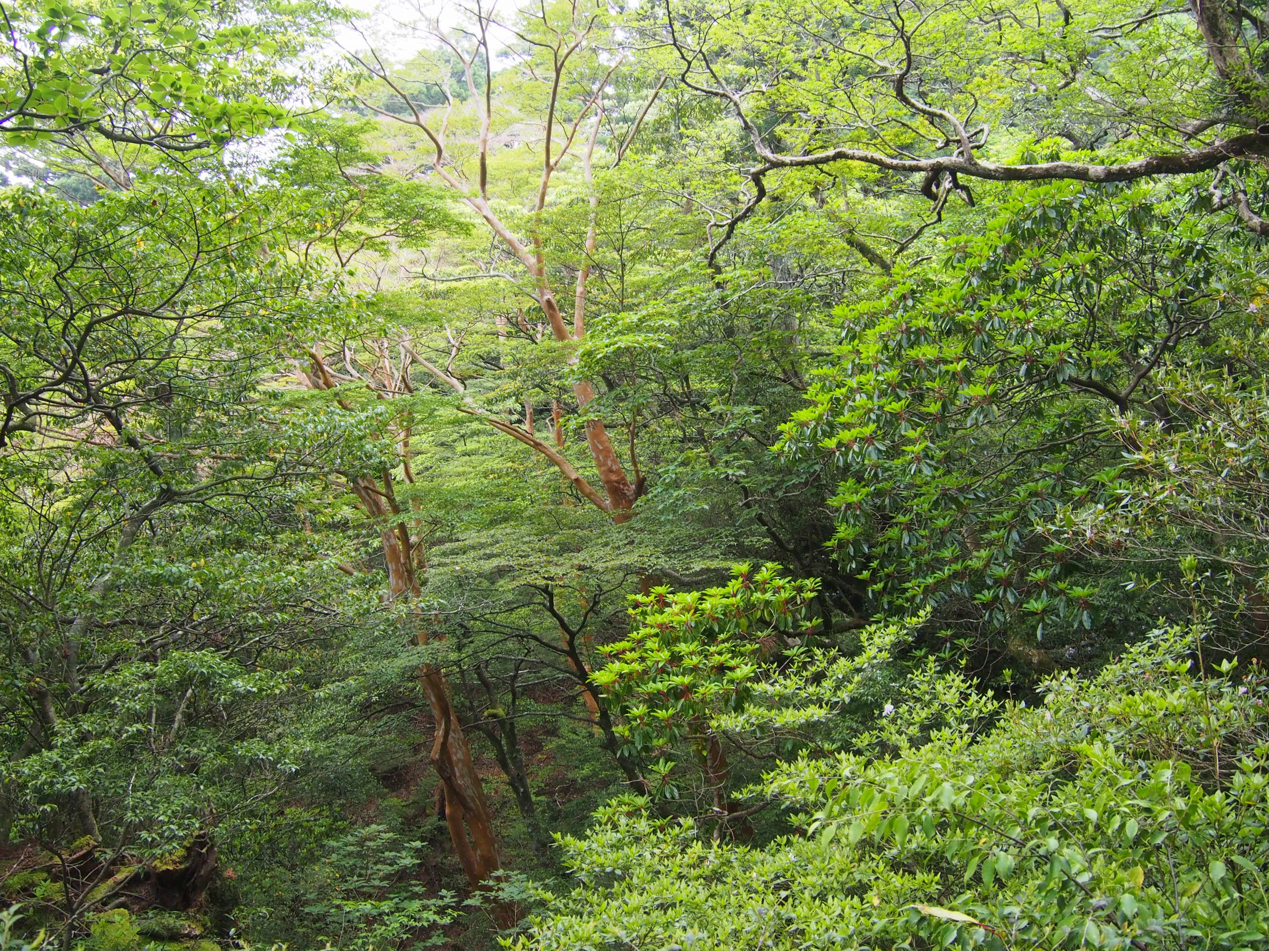 屋久杉 屋久杉 Yakushima Jisugi Cask Aging | 芋焼酎 | 本坊酒造 公式サイト